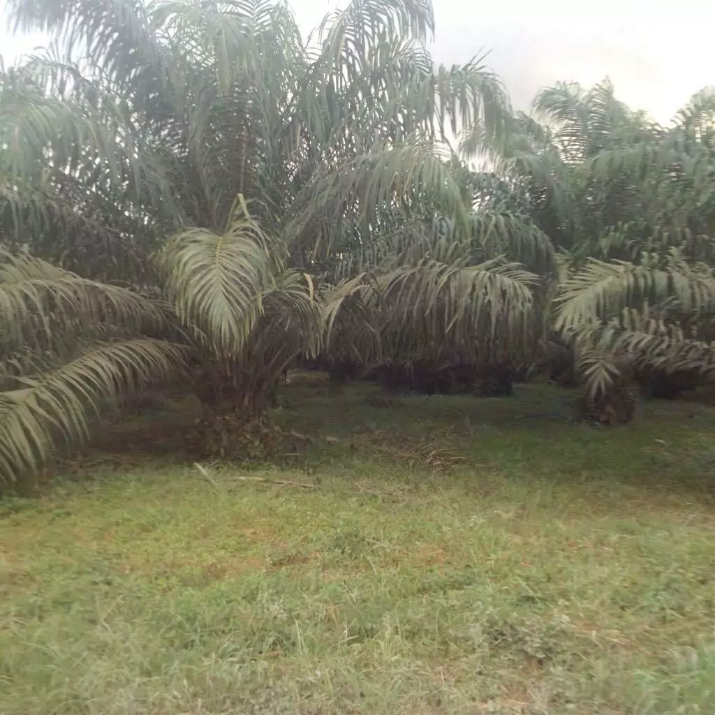 Propiedad en Puerto Viejo