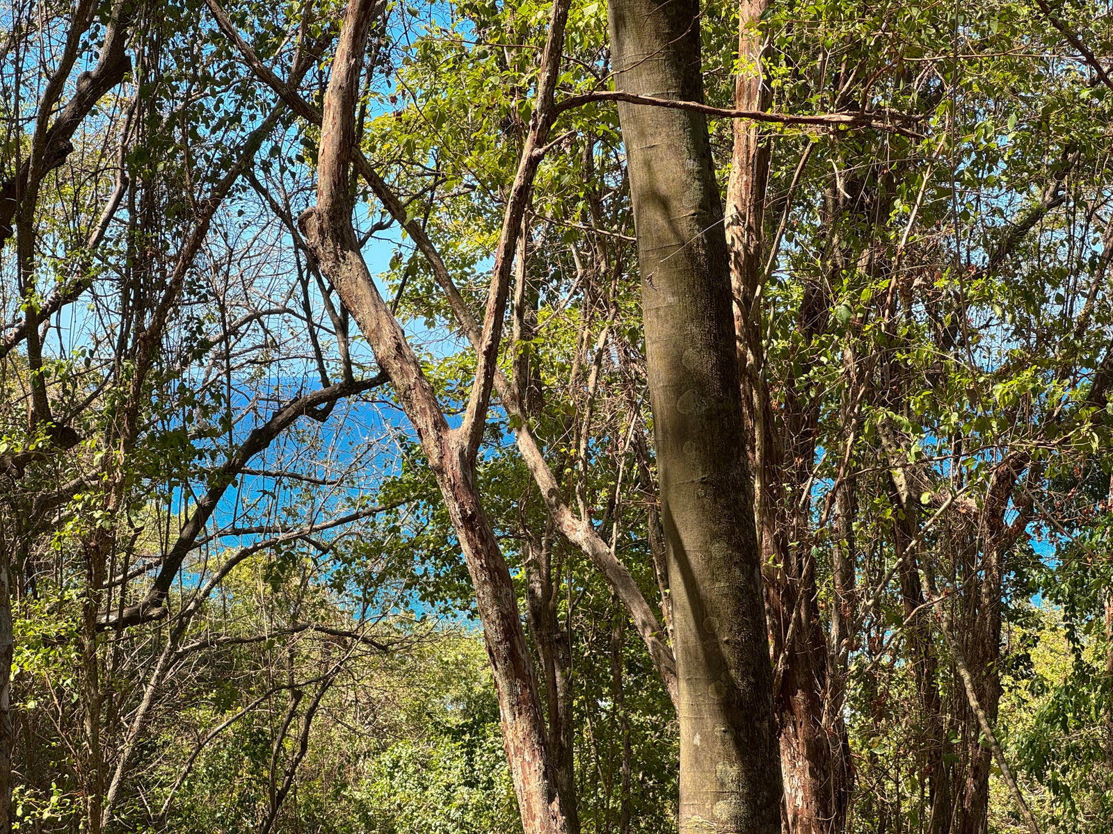 Terreno en Cóbano