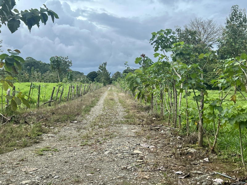 Land at Naranjito