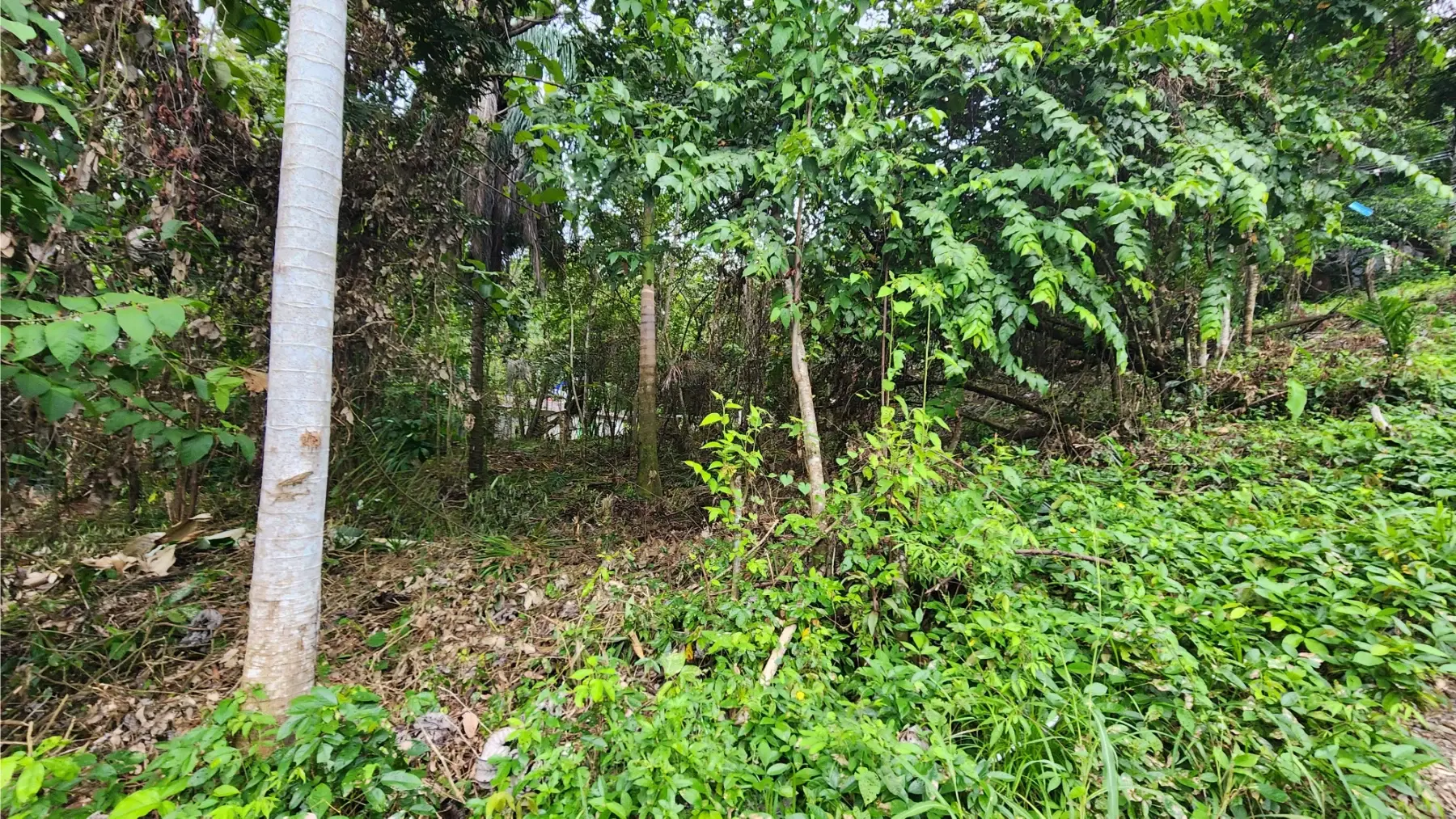 Land at Quepos