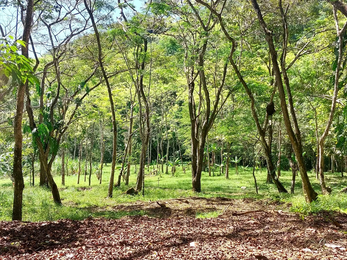 Land at Jacó