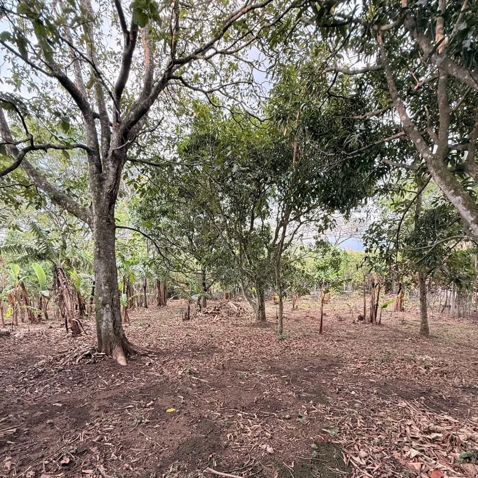 Land at Colón