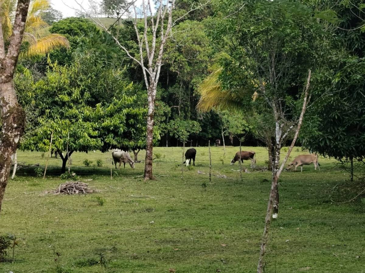 Finca en Cote