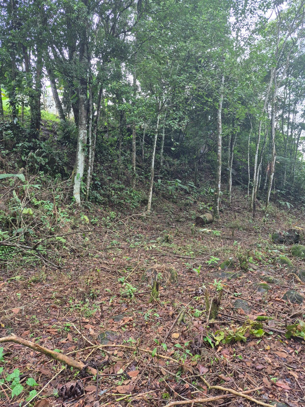 Finca en Quesada