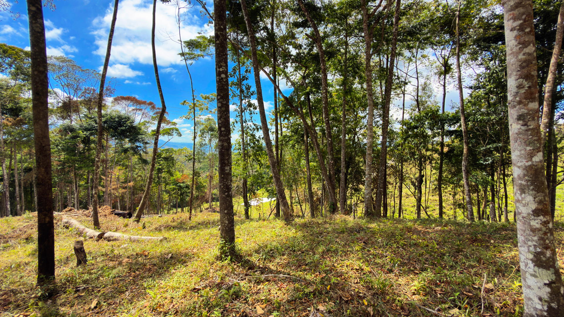 Land at San Isidro del General