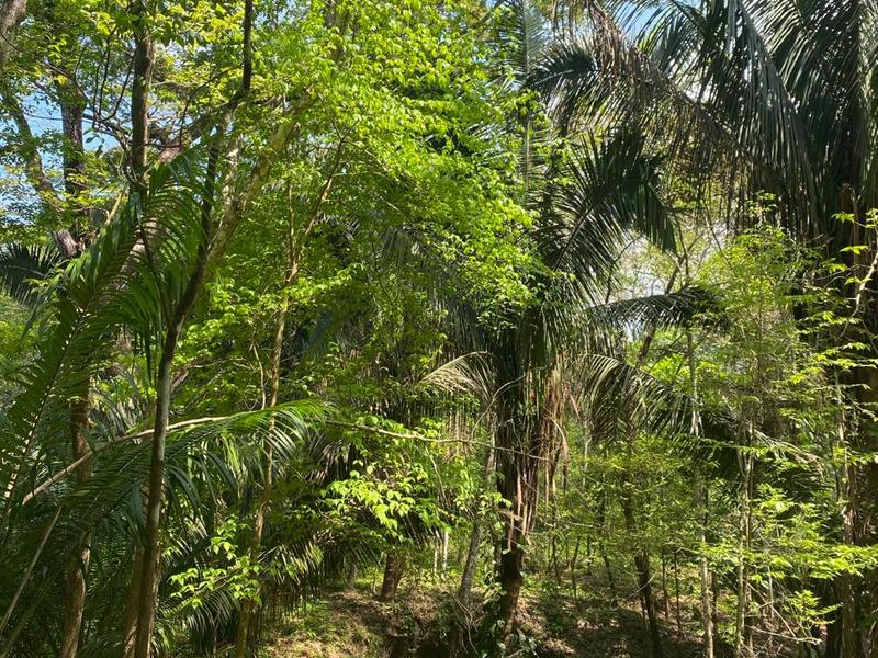 Terreno en Cóbano