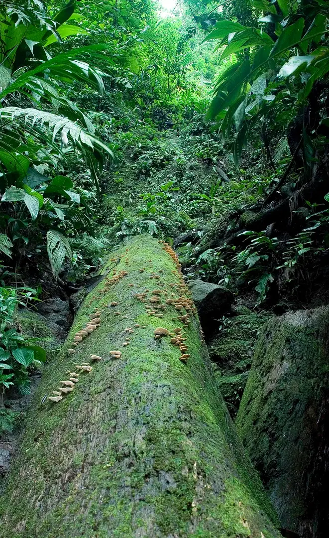 Land at Quepos