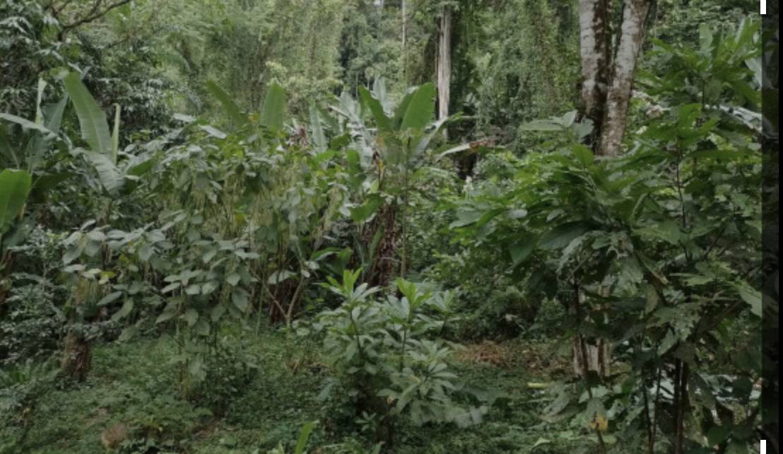 Finca en Carbón