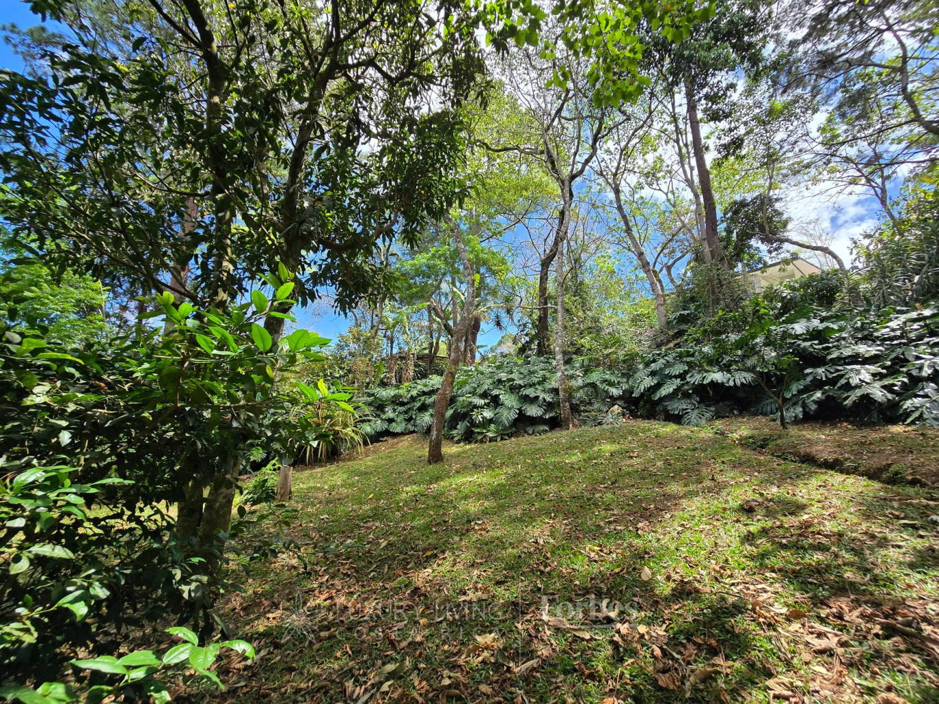 Property at Piedades