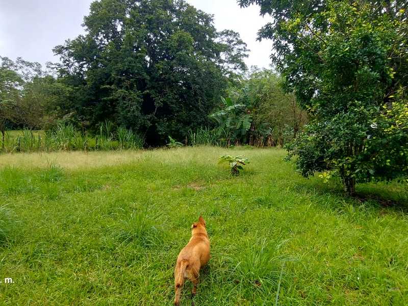 Terreno en Cóbano