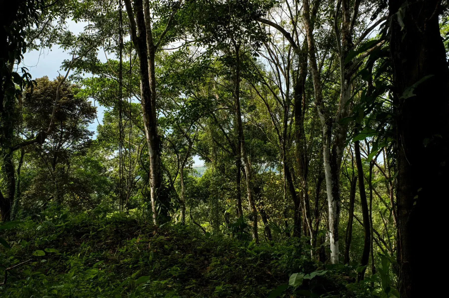 Terreno en Bahía Ballena