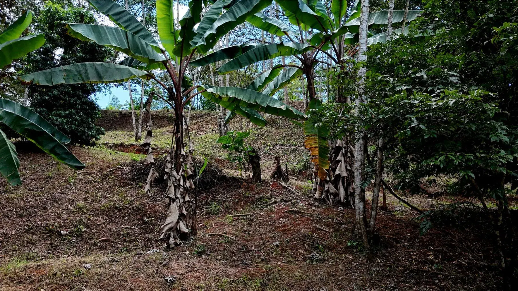 Terreno en Puerto Cortés
