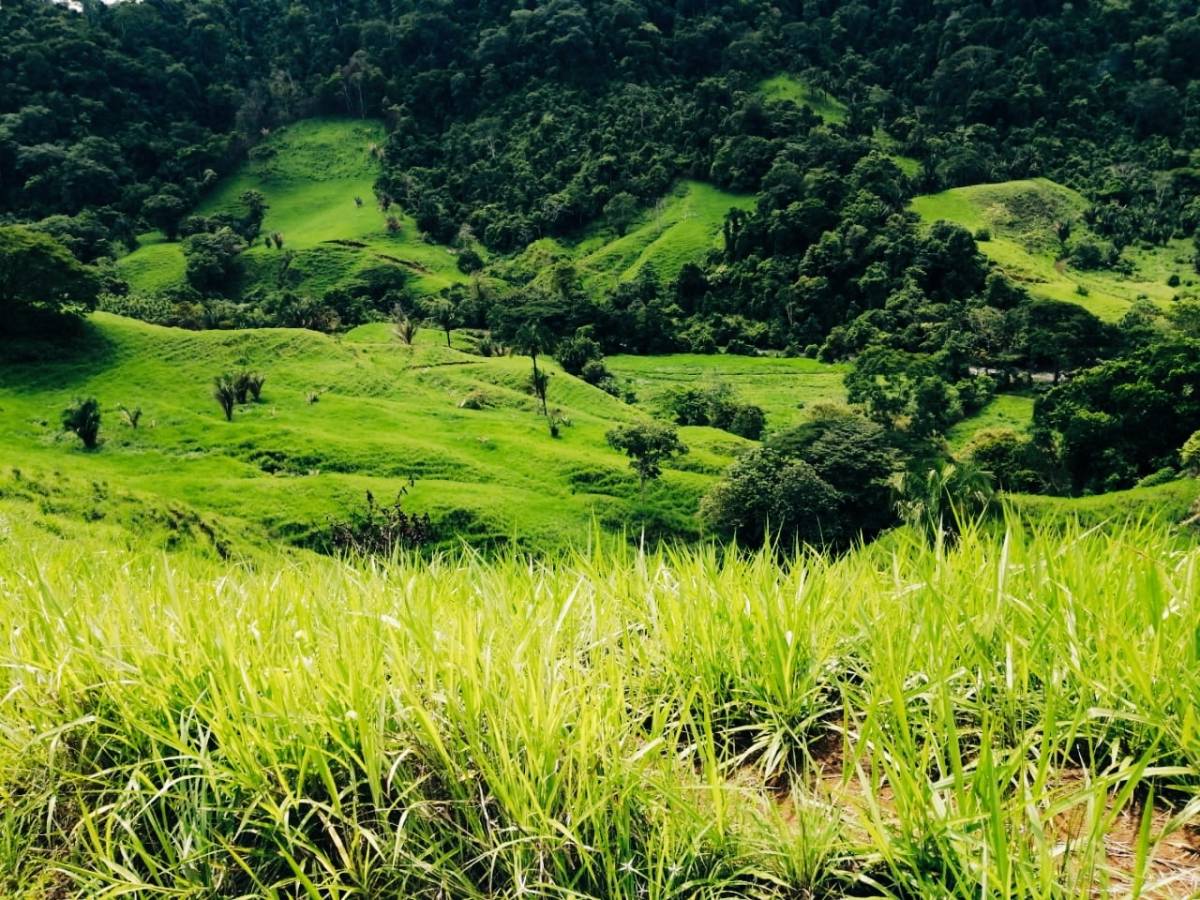 Finca en San Juan de Mata