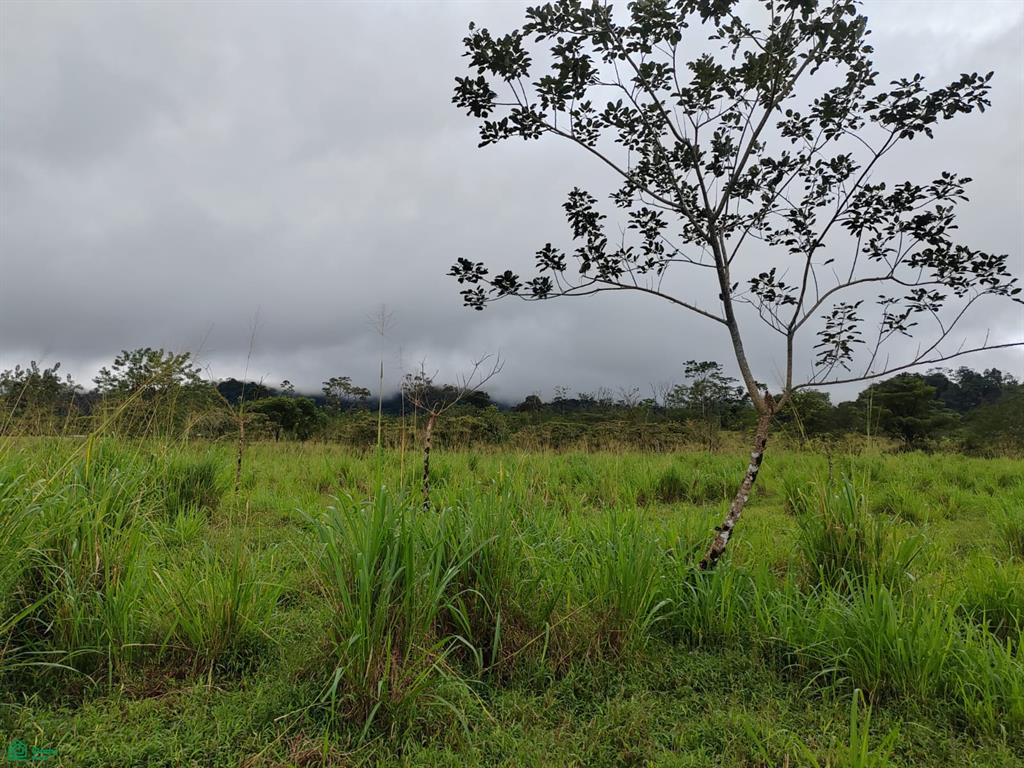 House at Guatuso