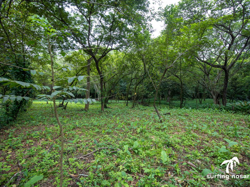 Land at Nosara