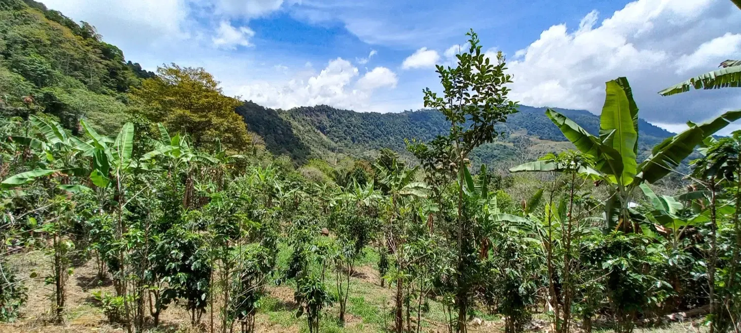 Land at San Isidro del General