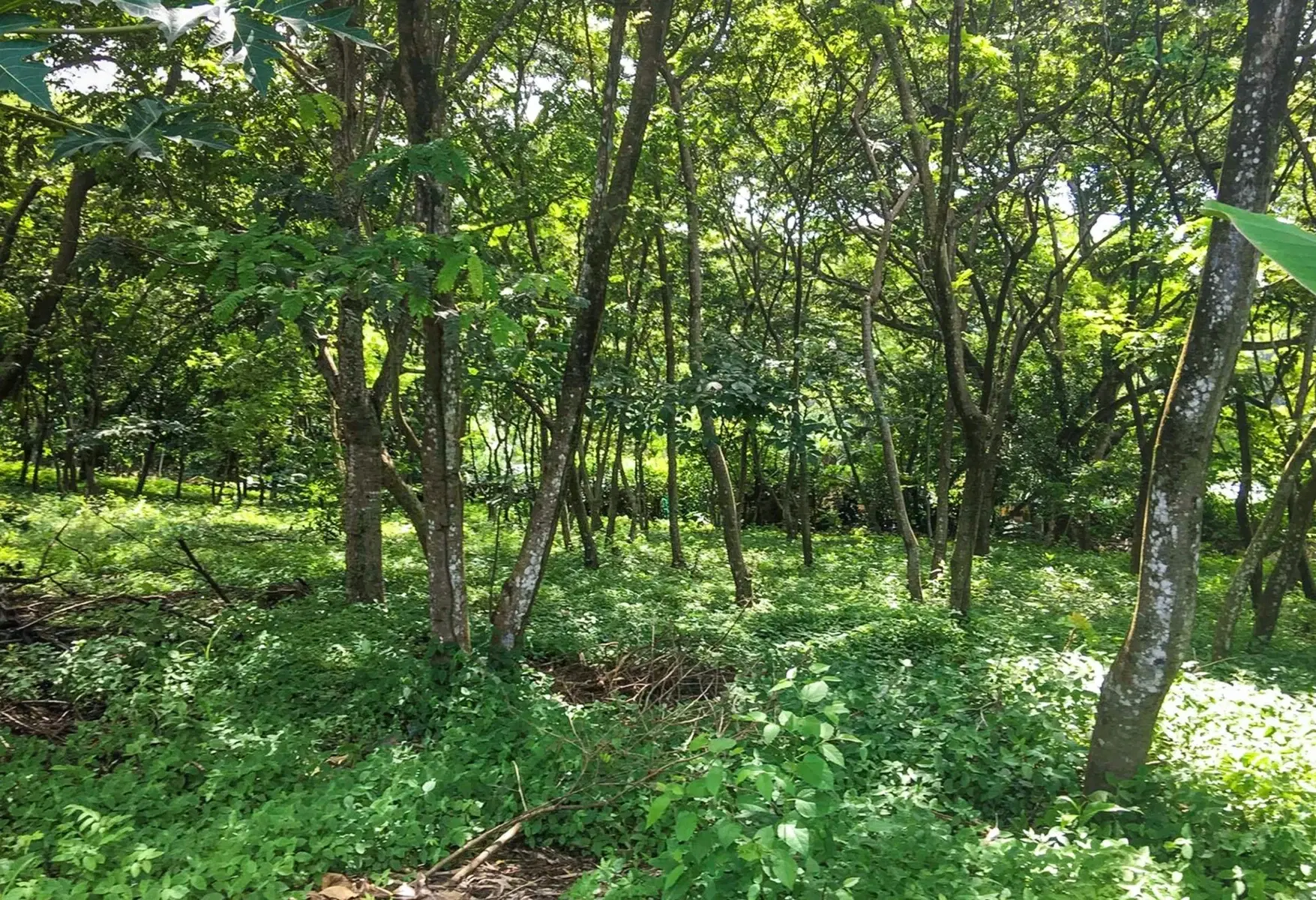Terreno en Cóbano