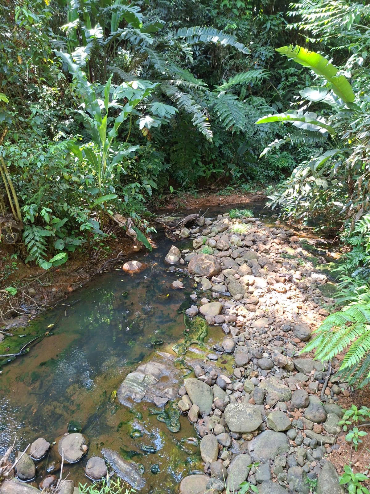 Finca en Cahuita