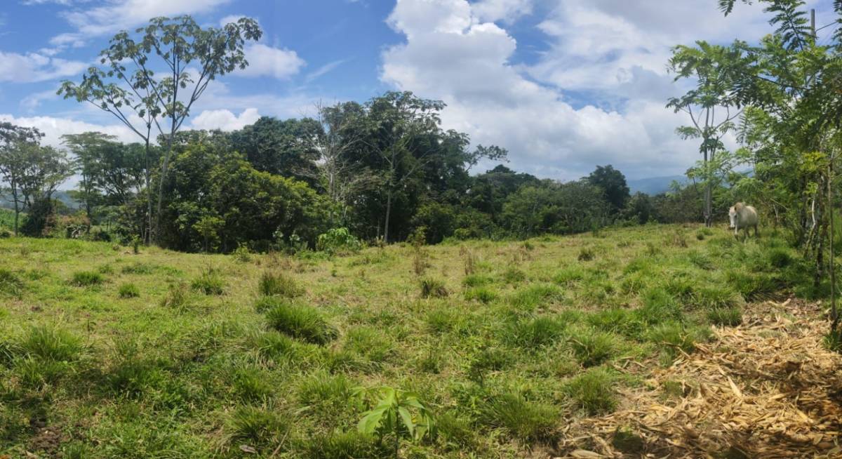Finca en Turrialba