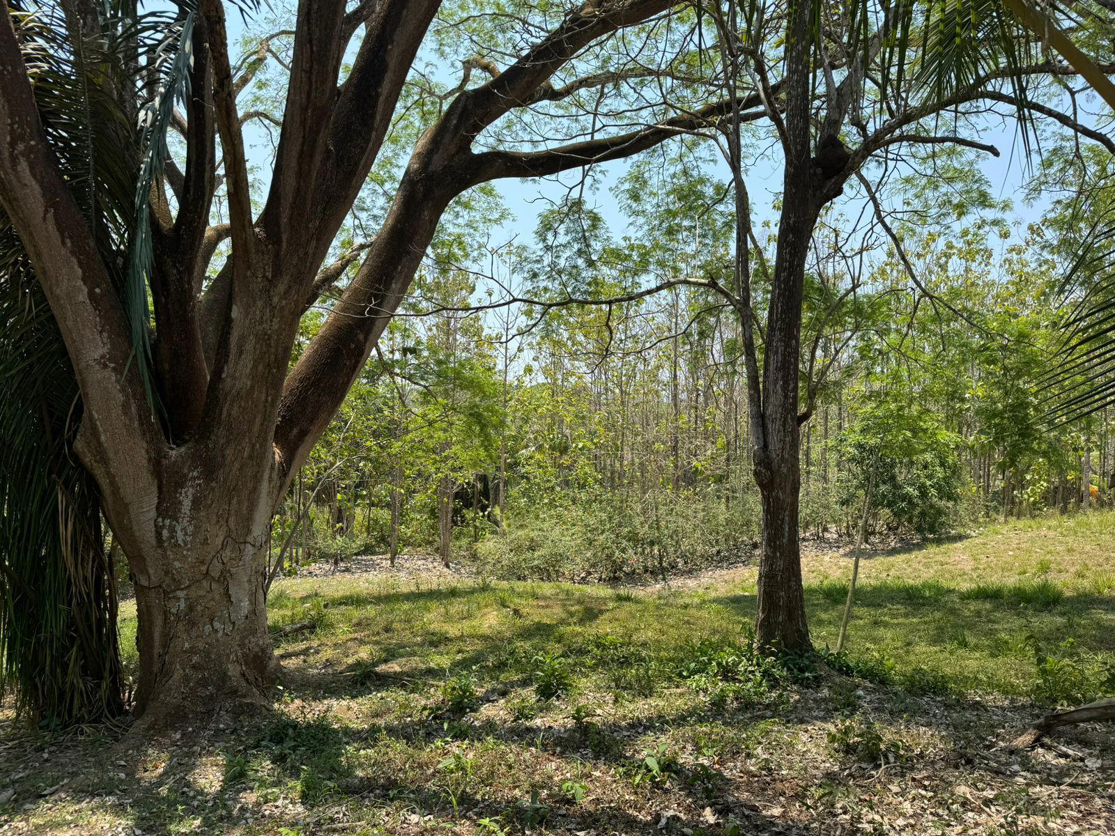 Land at Cóbano