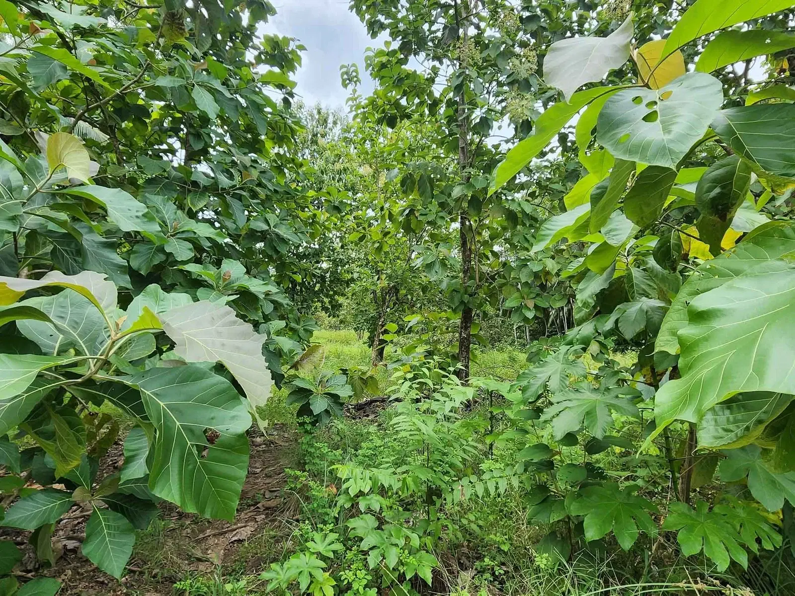Land at Quepos