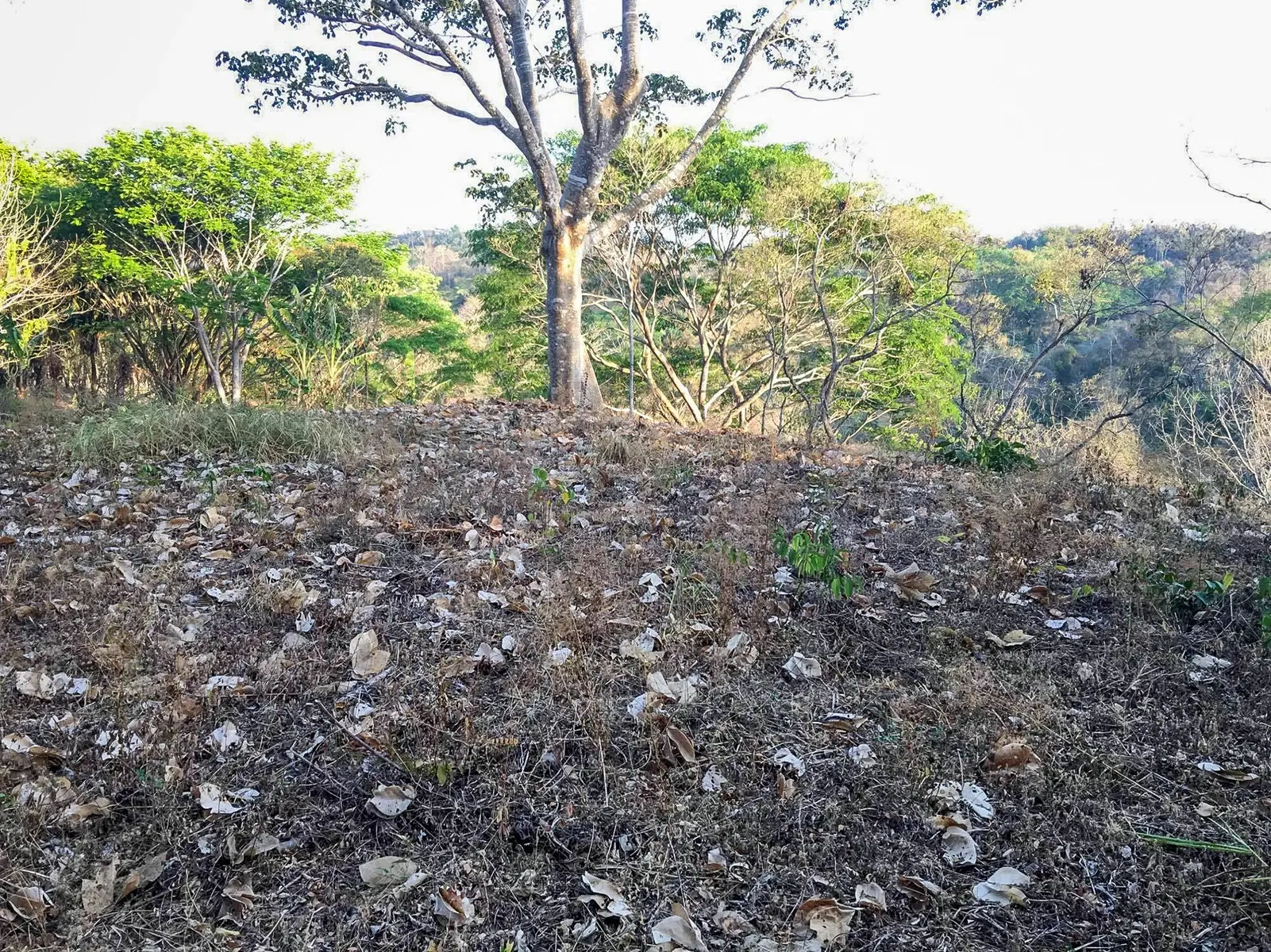 Terreno en Cóbano