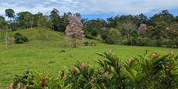 Venta
