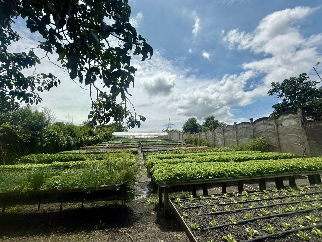 House at Guácima