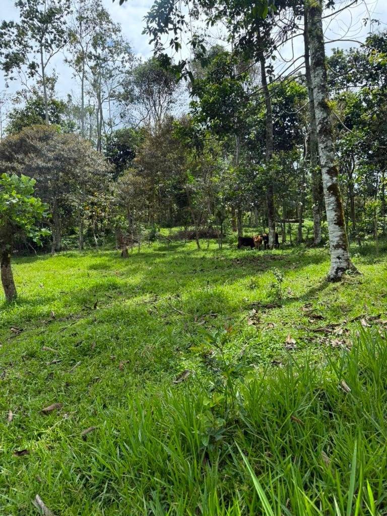Finca en Santa Teresita