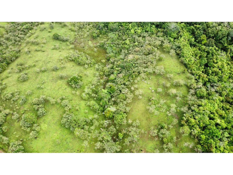 Finca en Pocora