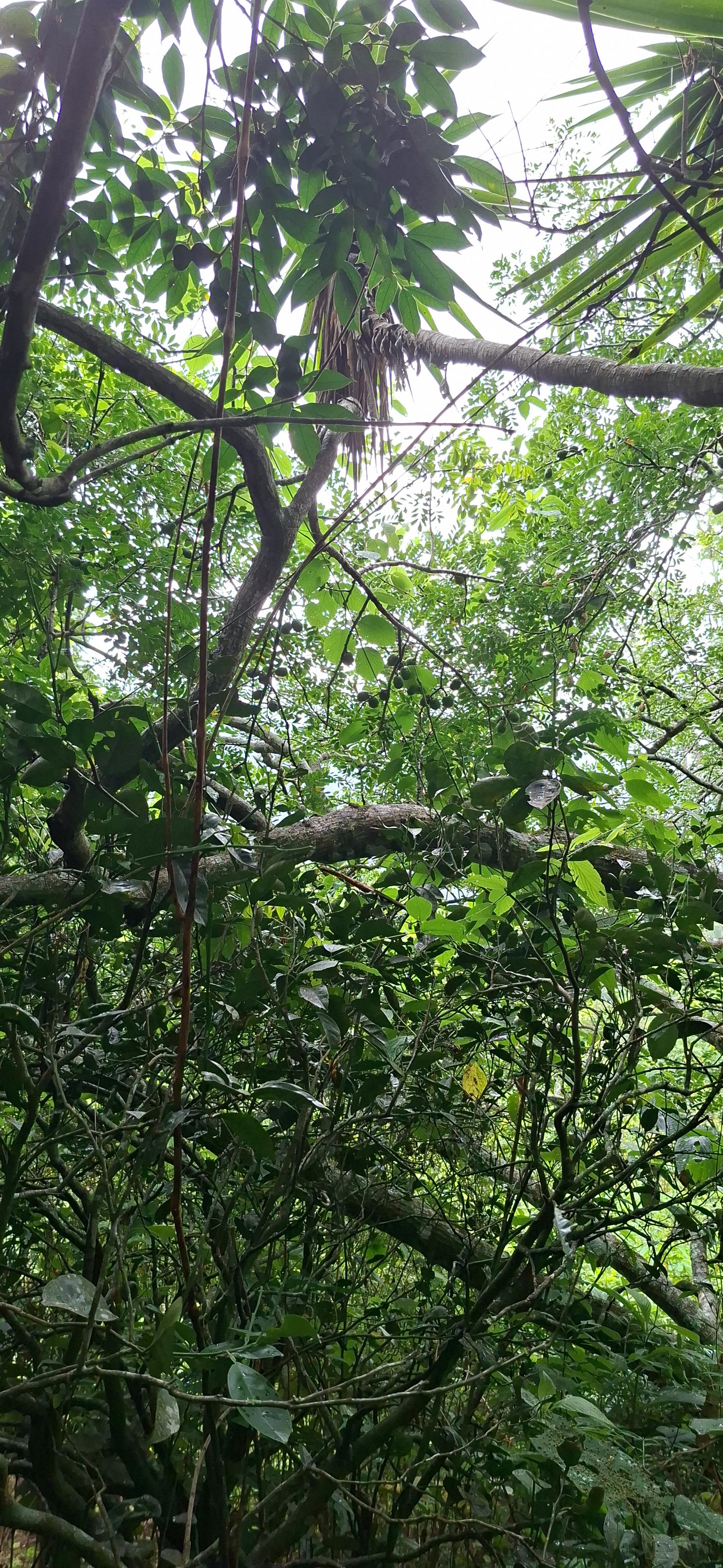 Finca en Tabarcia