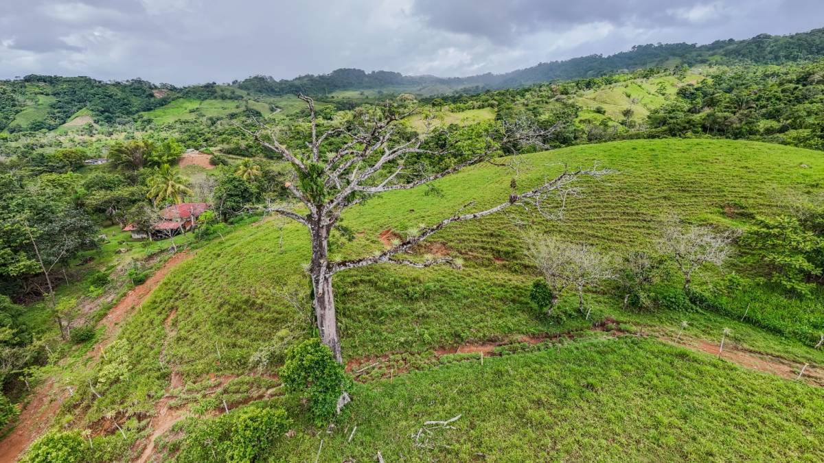 56-Acre Sustainable Farm with Water Abundance & Income Potential in Limoncito