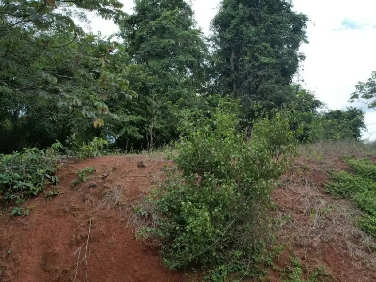 Land at Jacó