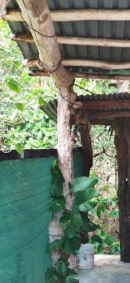 Condominio Bosque Escondido