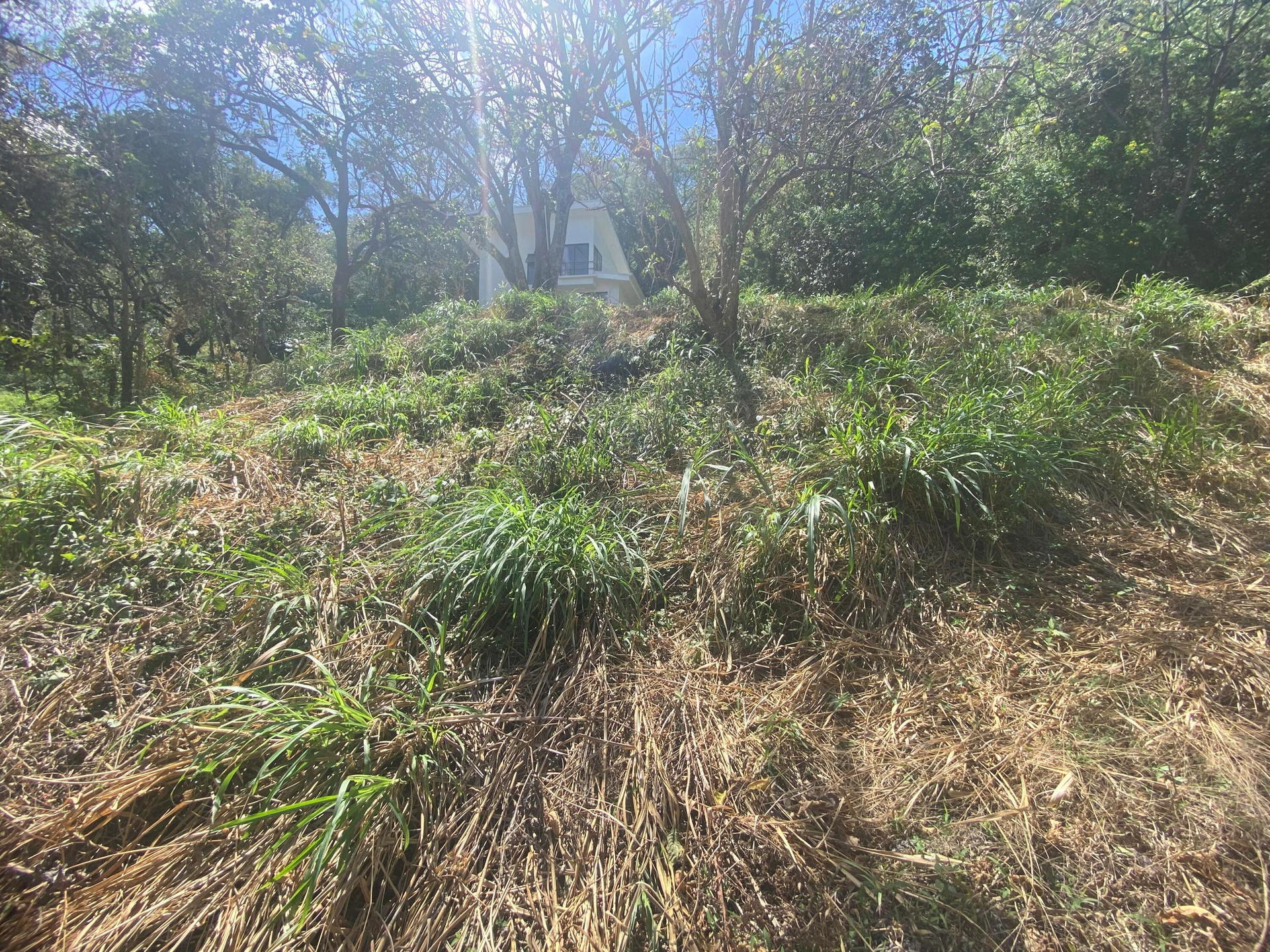 Property at Piedades