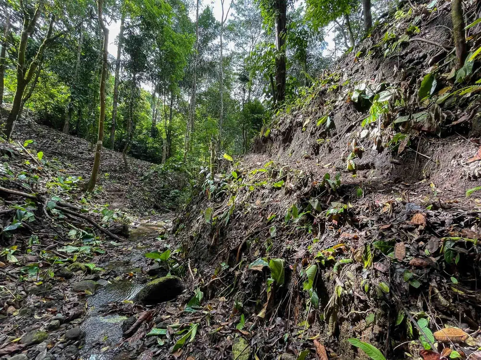 Land at Quepos