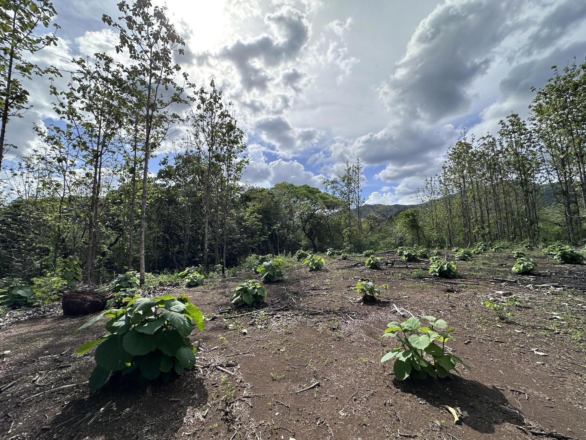 Property at Nicoya
