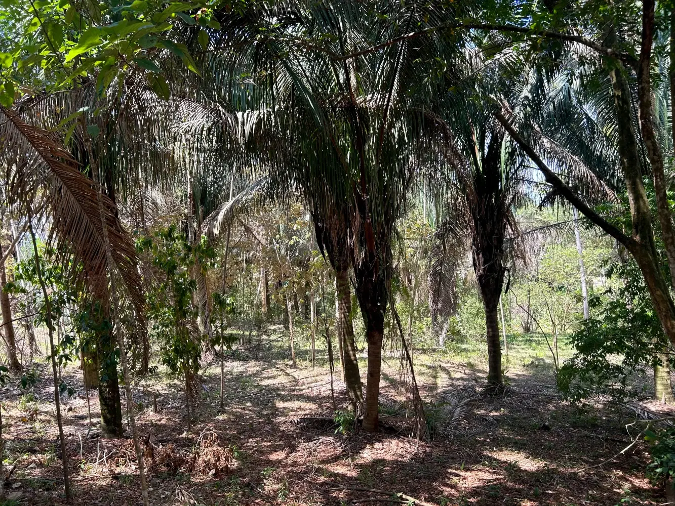 Terreno en Bahía Ballena