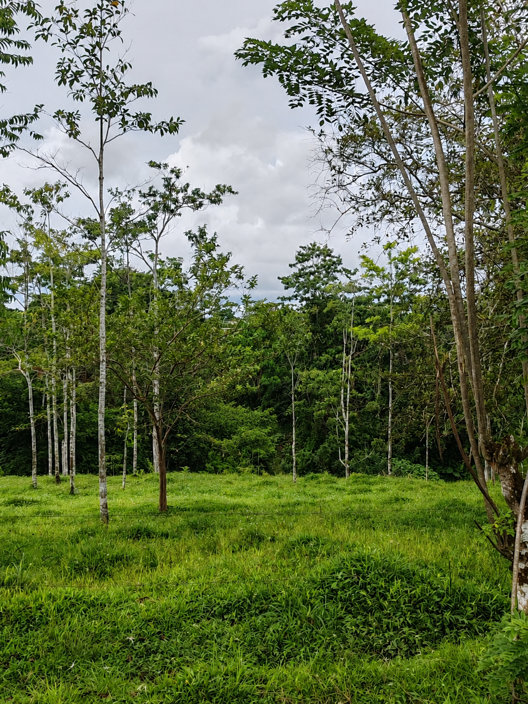 Terreno en Pocosol