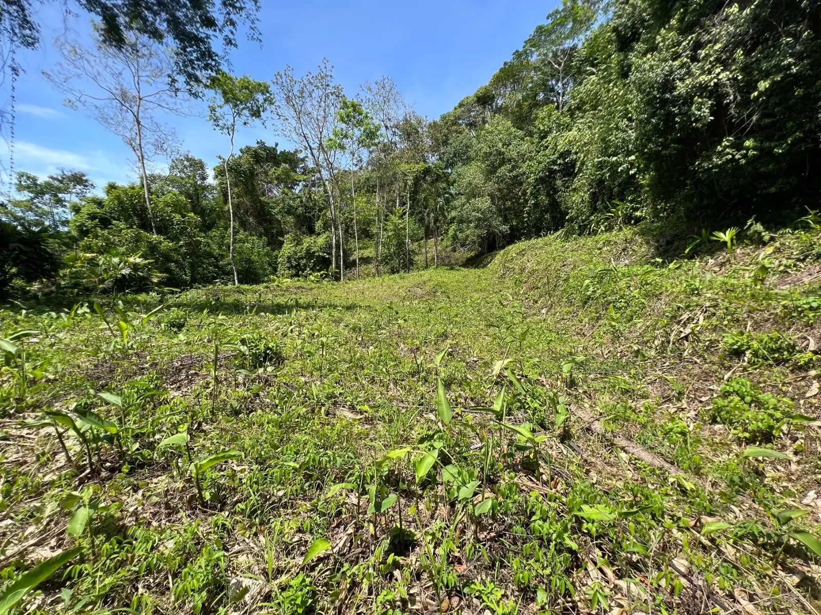 Terreno en Bahía Ballena