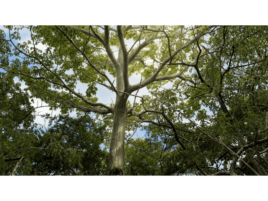 Terreno en Nacascolo