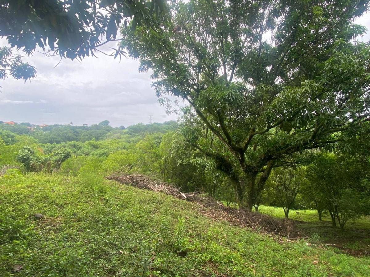 Estate at Atenea