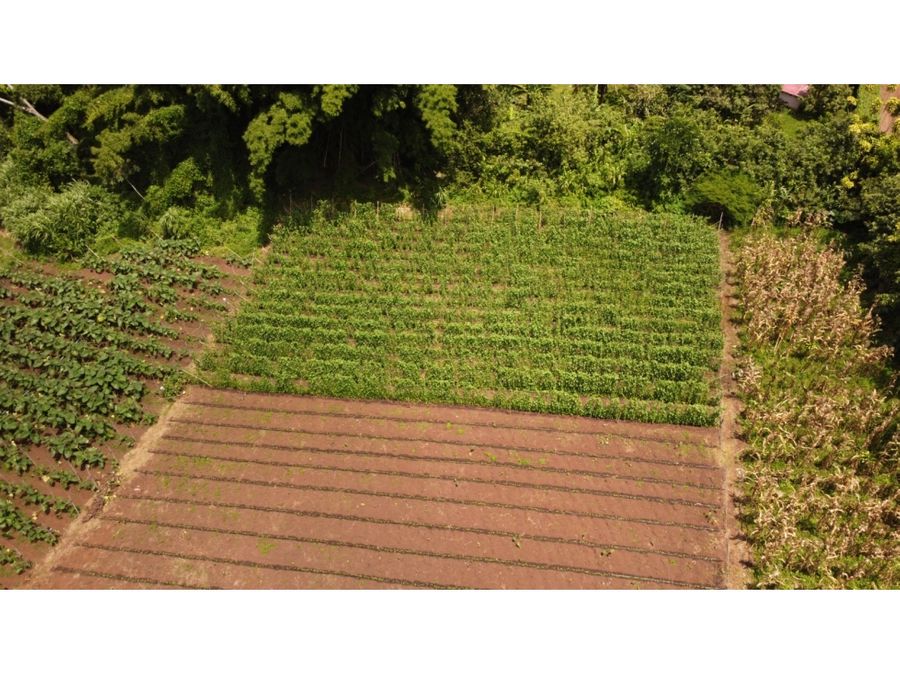 Finca en Naranjo