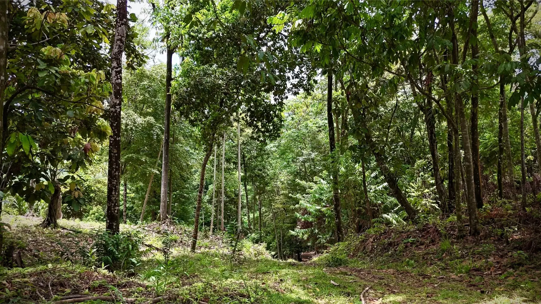 Terreno en Bahía Ballena