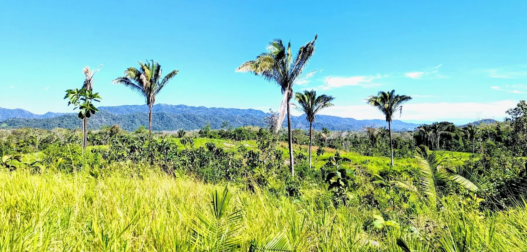 Land at Cóbano