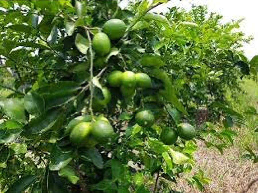 Finca en Puntarenas