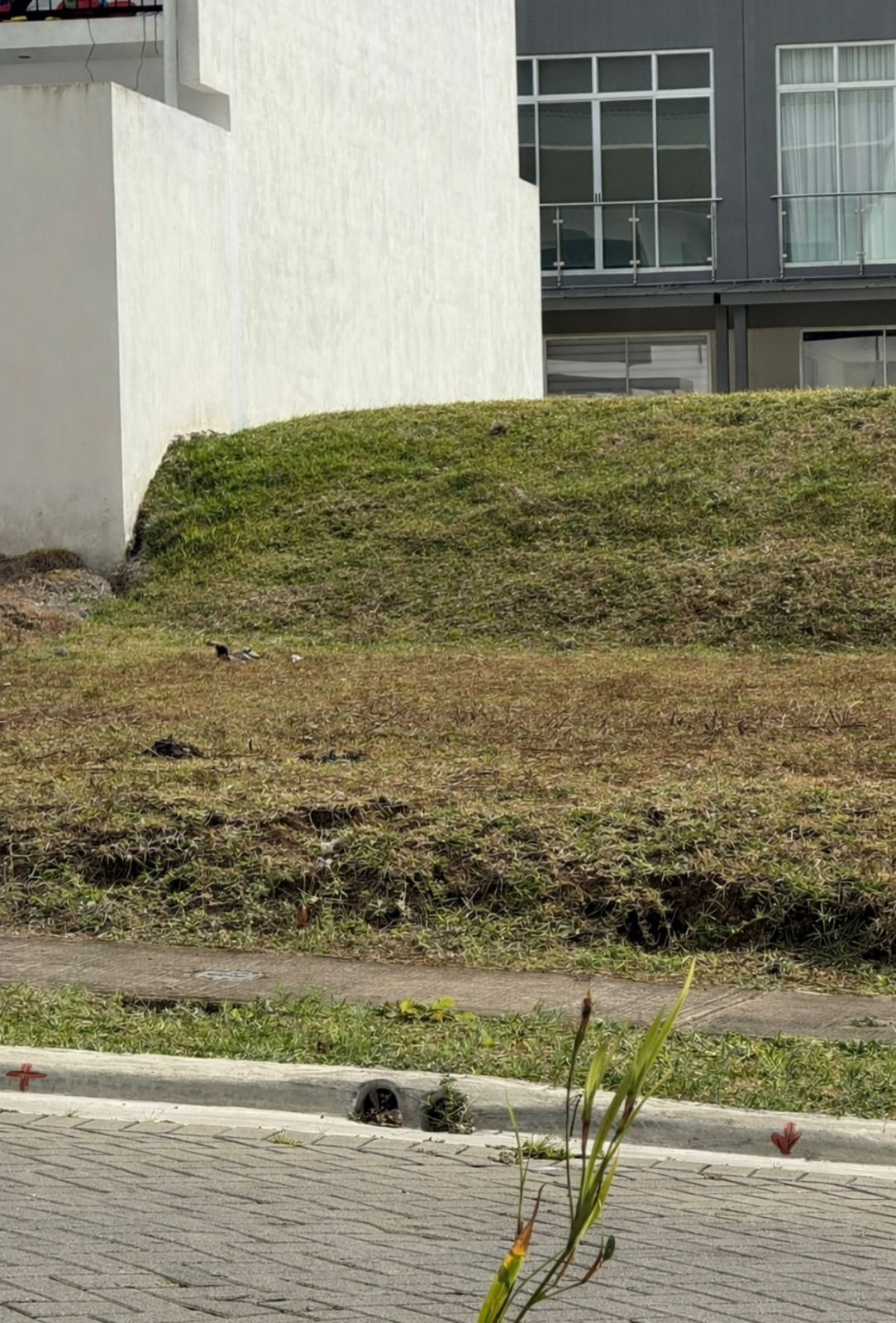 Terreno en Sánchez