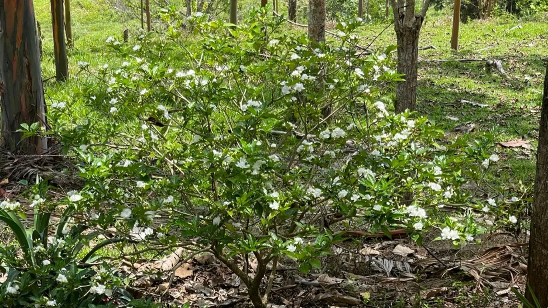 House at Pérez Zeledón