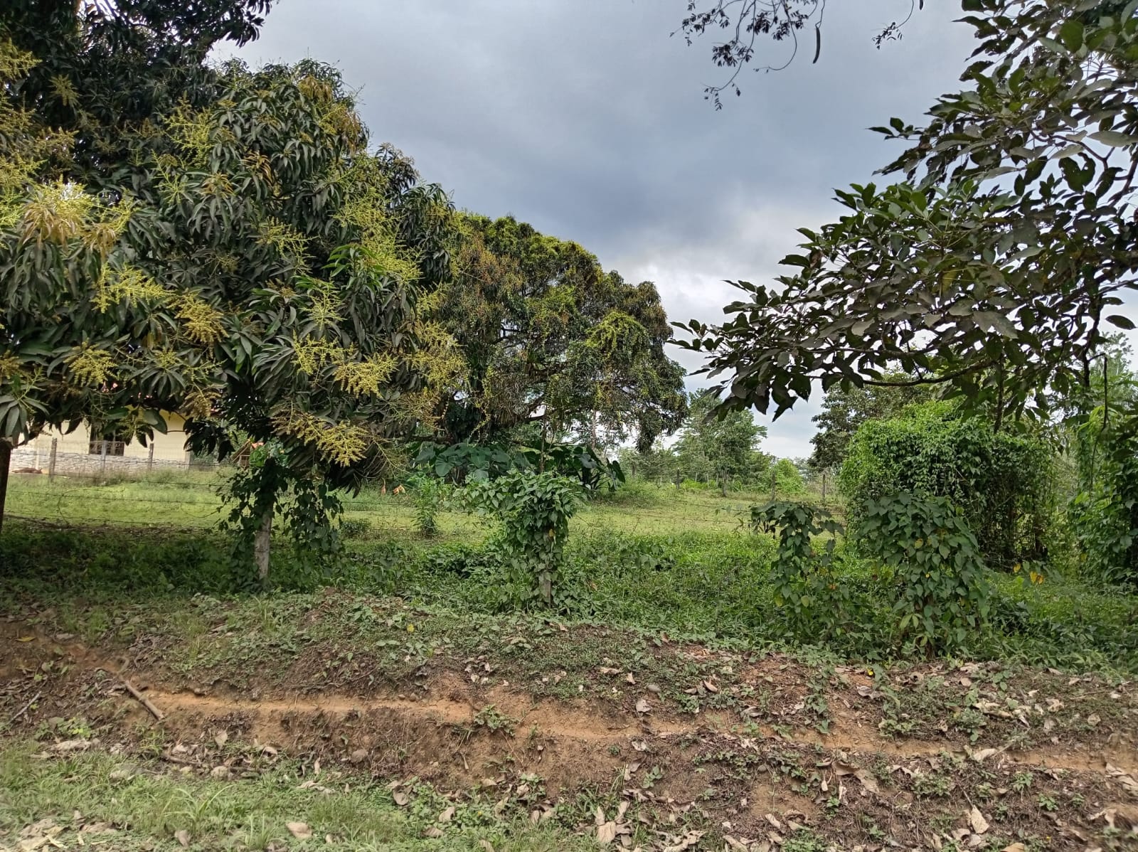 Terreno en Caño Negro
